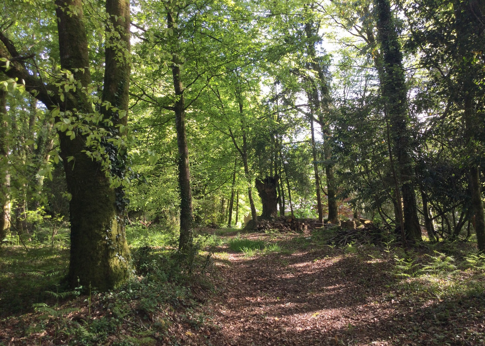 Chambre à louer proche Lorient bois et jardin 2